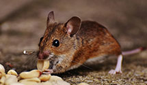 24 Hour & Emergency Exterminators in Nj International And Bmc, NJ